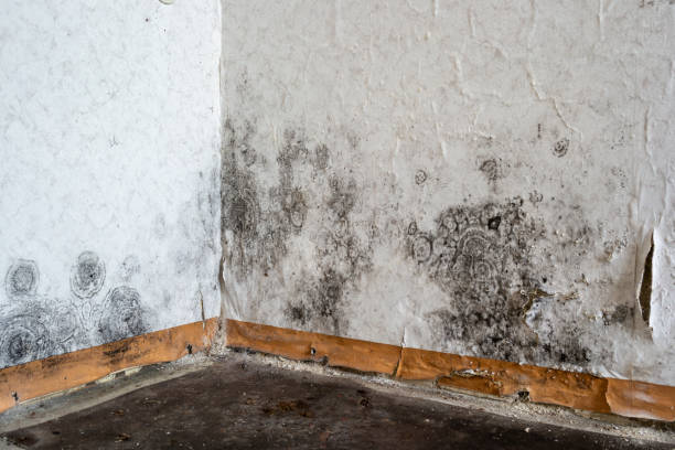 Best Home Mold Removal  in Burnsville, NC